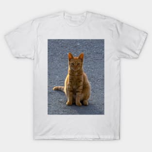 Sun-Kissed Feline: A Ginger Cat Enjoys the Outdoors T-Shirt